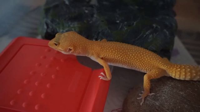 Эублефар морфа Аптор (Aptor) смотреть онлайн
