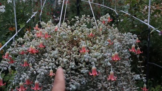 Cuidados del Cotyledon pendens - Suculenta Cadena de Lagrimas смотреть онлайн