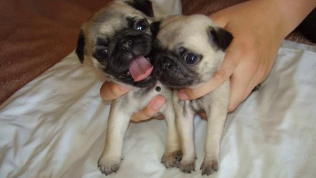 Щенки мопса смотреть онлайн