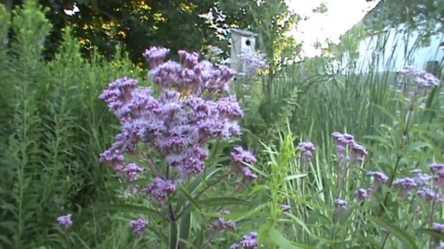 Minnesota Native Plant - Sweet Joe Pye Weed (Eupatorium Purpureum) смотреть онлайн