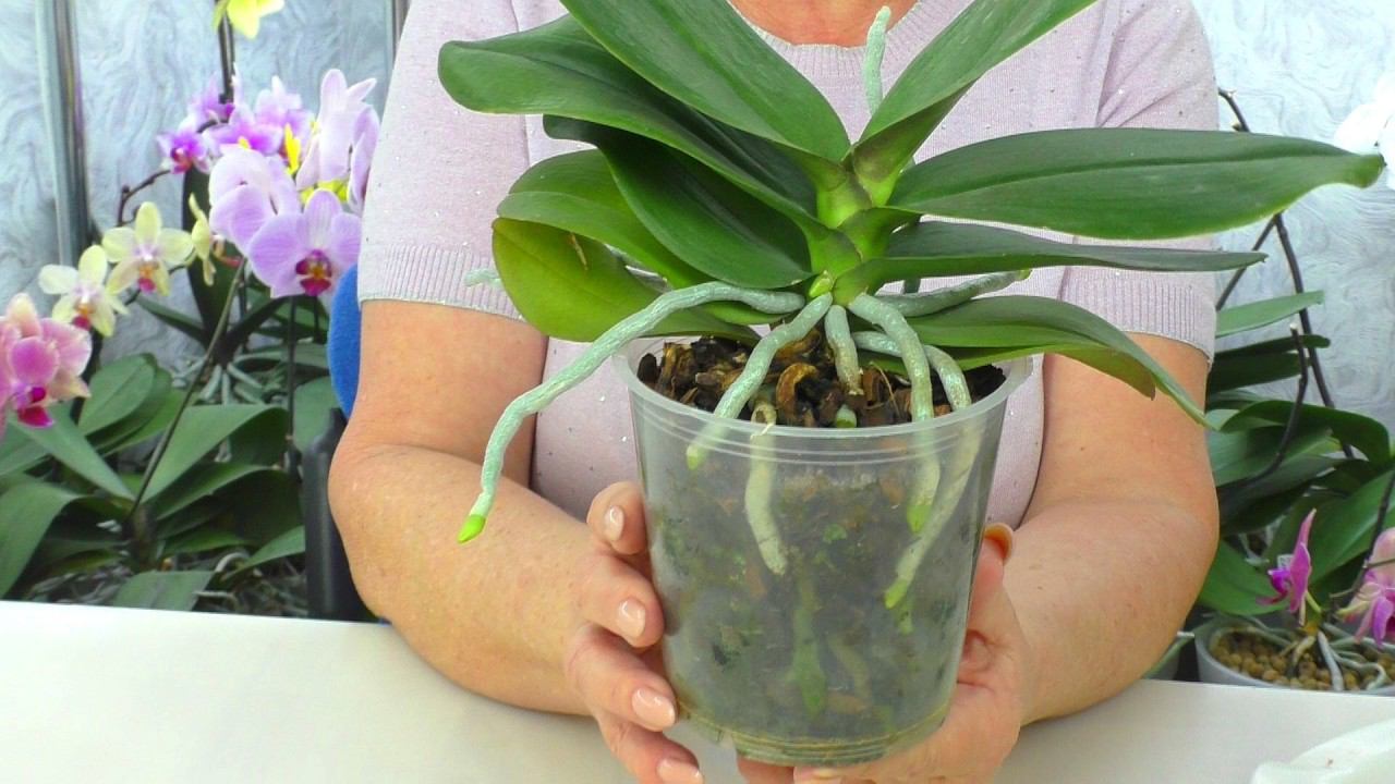 Сделайте это вовремя.  Первая пересадка орхидеи после покупки... через год!