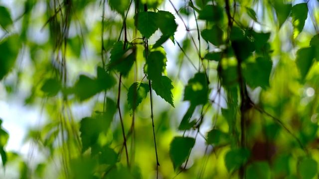 Снимаем видео на Fujiiflm X-T4 - часть 2 смотреть онлайн