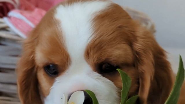 Щенки Кавалер Кинг Чарльз Спаниель. Питомник «Grand Valua» смотреть онлайн