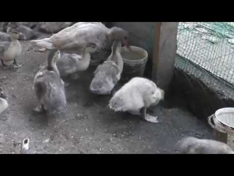 Селезень или уточка, кто знает? смотреть онлайн