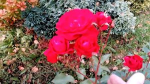 Роза флорибунда сорта " Нина Вейбул" ||  Nina Weibull rose in bloom in late September