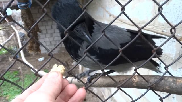 Серая ворона Лапа . смотреть онлайн