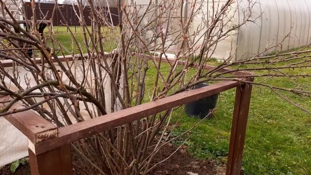 Осенняя обрезка - залог обильного урожая черной смородины. смотреть онлайн