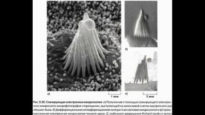 Изучение клеток и молекул в электронный микроскоп