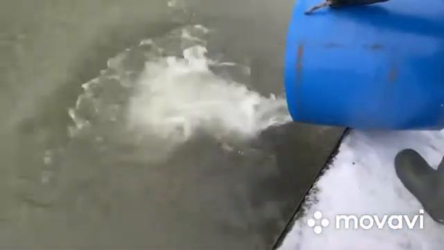 Ольгово запуск форели. смотреть онлайн