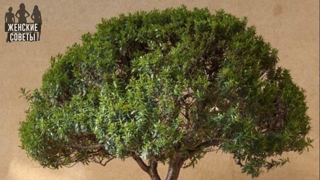 Чтобы в доме было счастье, нужно завести эти растения! смотреть онлайн