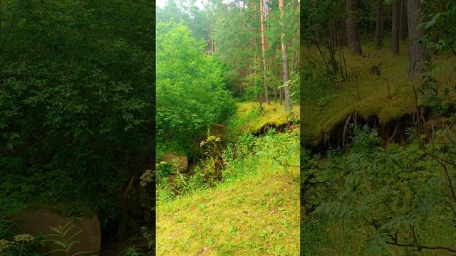 Природа Чимеево Курганской области смотреть онлайн