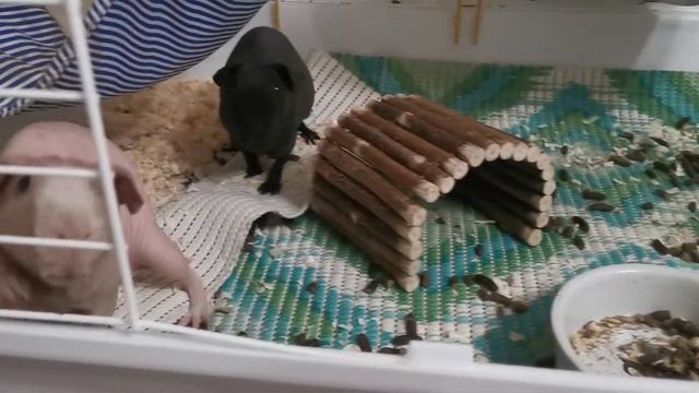 Морские свинки скинни ? смотреть онлайн