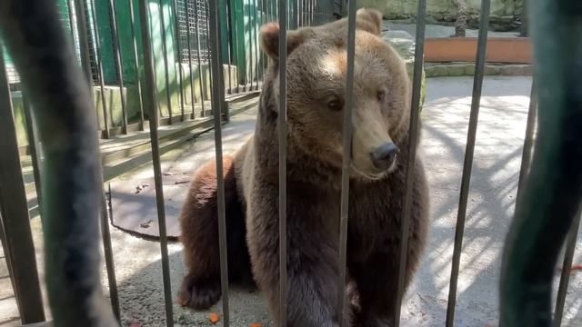 Ждем СЕРЕБРЯНУЮ КНОПКУ! Нас уже СТО ТЫСЯЧ на ютубе! смотреть онлайн