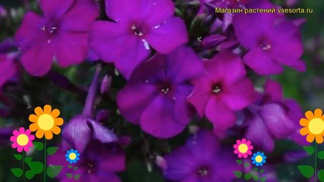 Флокс метельчатый Зе Кинг. Краткий обзор, описание характеристик phlox paniculata The King смотреть онлайн