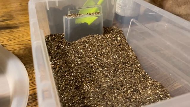 ОБЯЗАТЕЛЬНО ПОСЕЙТЕ ВИОЛУ ЭТИМ СПОСОБОМ! Эффективный и простой смотреть онлайн