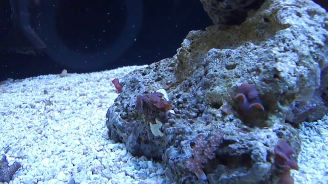 180 Gallon Starphire Euro Brace Rimless Reef Aquarium All Livestock смотреть онлайн
