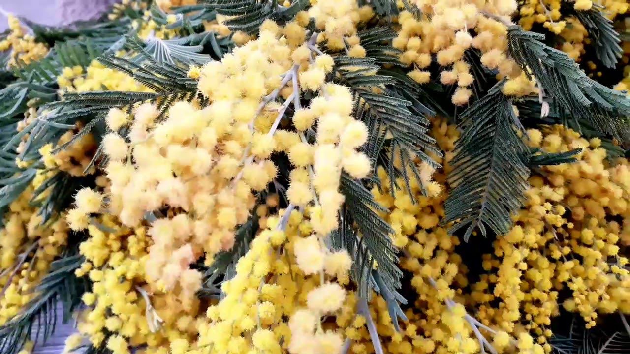 Поздравление с 8 марта, любимым женщинам смотреть онлайн