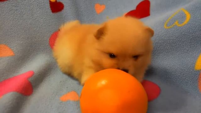 Померанский шпиц. 3gp смотреть онлайн