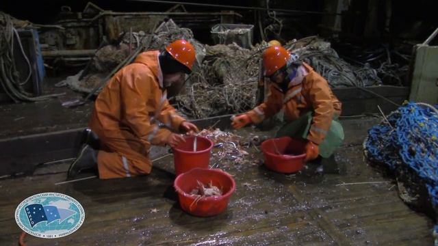 ВНИРО Арктика - Профессор Леванидов смотреть онлайн