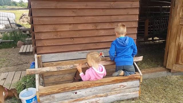 Мои процентные Англо Нубийские. Косим траву. Дети. Кролик. Готовлю. смотреть онлайн