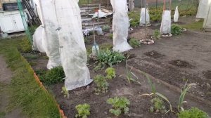 Защитите клематисы весной от ночных заморозков. Clematis .