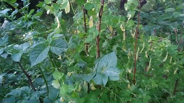 Горох сахарный "Голден Свит" смотреть онлайн