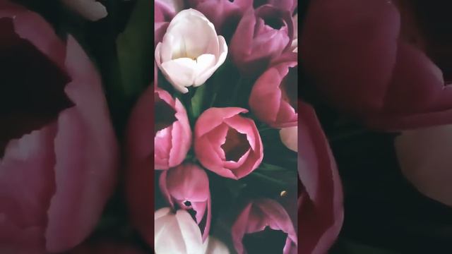 Beautiful flowers tulips 🌷 нежные тюльпаны 🤍 смотреть онлайн