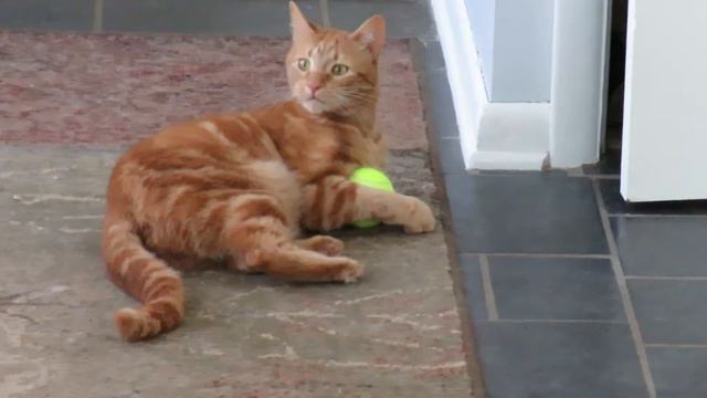 Котик Марсик и теннисный мячик смотреть онлайн