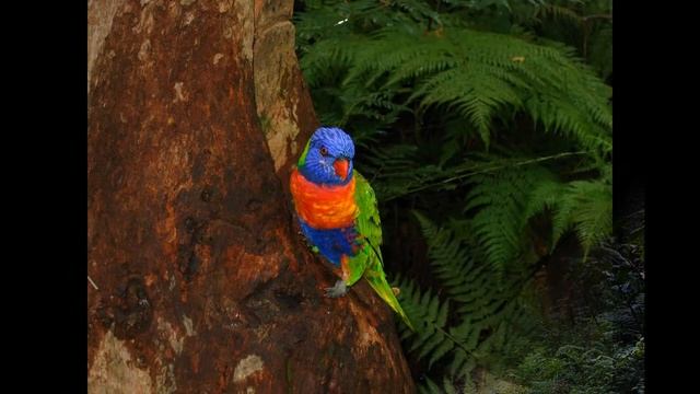 Rainforest Sunrise - Austin Winters смотреть онлайн