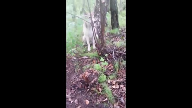 Рождение щенят западно-сибирской лайки 4.07.19года смотреть онлайн