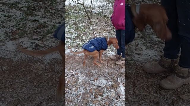 Бачи выпрашивает вкусняшки..