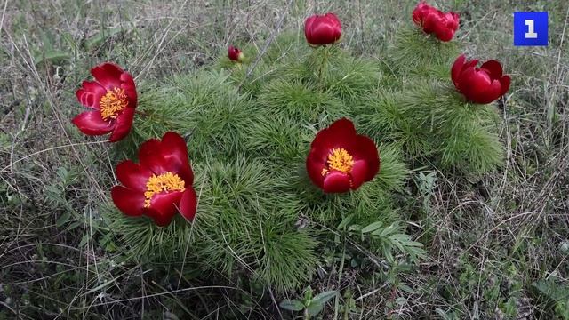 Цветочный бум: в Крыму распустились дикие пионы смотреть онлайн