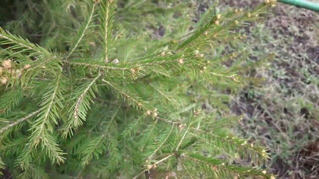 ПЕРВЫЕ ГРЯДКИ...НАДО ПОЛОТЬ!!! смотреть онлайн