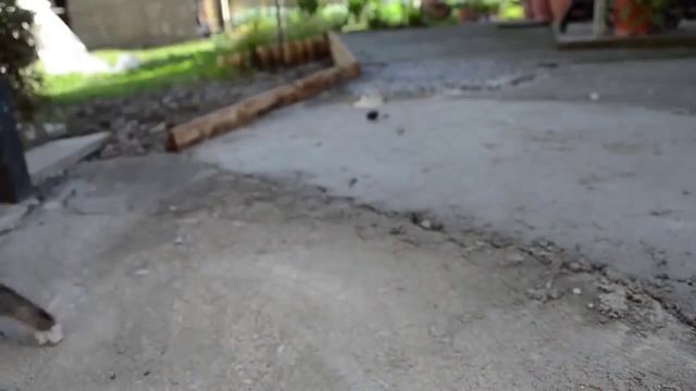 Как успокоить котенка. Смотреть! смотреть онлайн