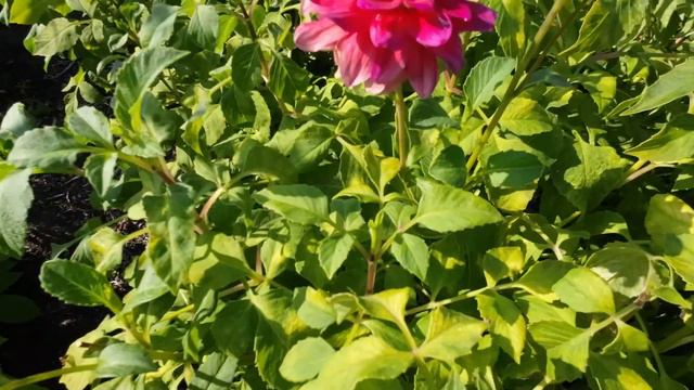 DAHLIA MR OPTIMIST IN PARK VORDENSTEIN 2022 #1455 смотреть онлайн