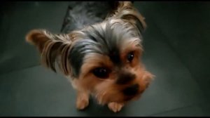 Йоркширский терьер. Маленький йорки скучает...