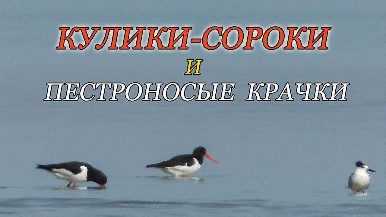 Кулики-сороки и Пестроносые крачки смотреть онлайн