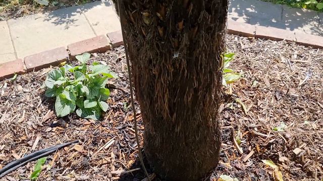 Exotic Plants: HOW TO STOP TREE FERNS FROM SHRINKING OR NARROWING AT THE CROWN смотреть онлайн