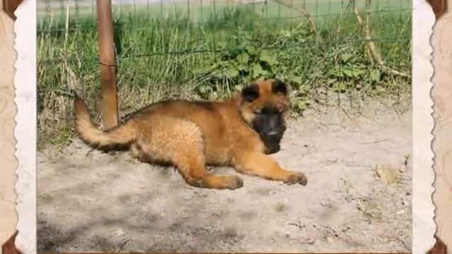 Photo Puppies Belgian Tervuren / Бельгийская овчарка - тервюрен