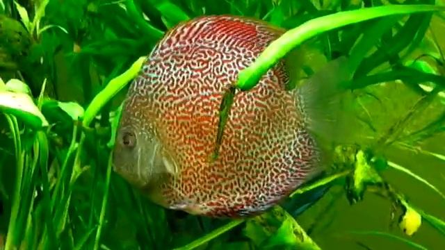 Super Eruption Discus