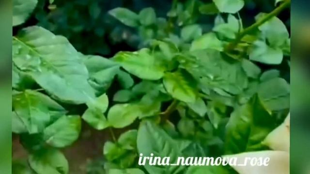 Стройка В Теме