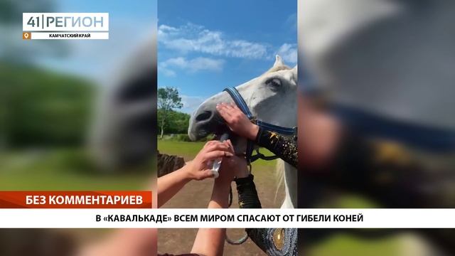 БЕЗ КОММЕНТАРИЕВ: В КАВАЛЬКАДЕ ВСЕМ МИРОМ СПАСАЮТ ОТ ГИБЕЛИ КОНЕЙ