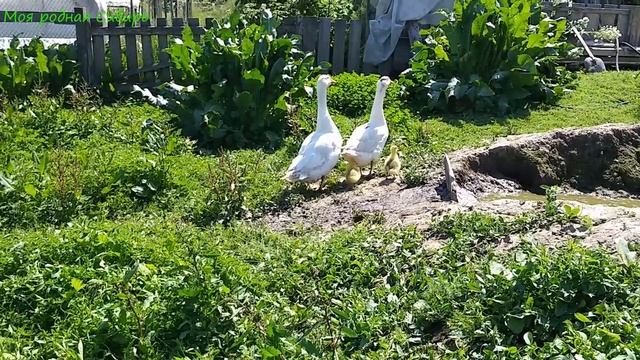 Как Гошкин сынок и гусак из шалаша делили территорию. Кто победил? Жизнь во дворе продолжается. смотреть онлайн