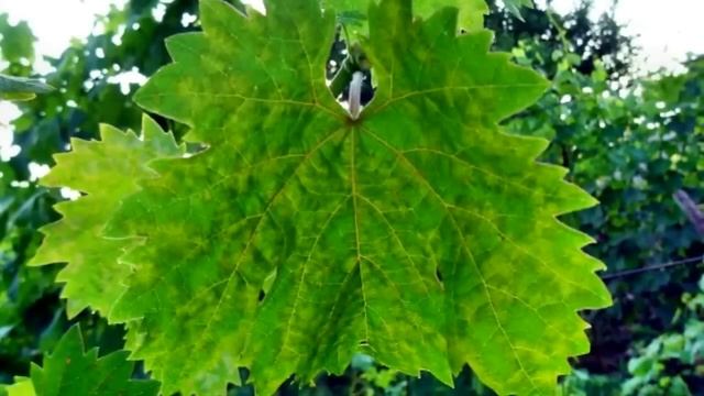 Болезни винограда Мильдью смотреть онлайн