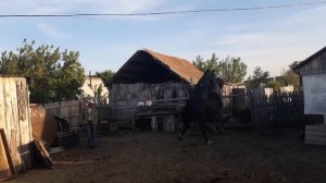 Случка лошадей наобум. Травмоопасно и времязатратно!