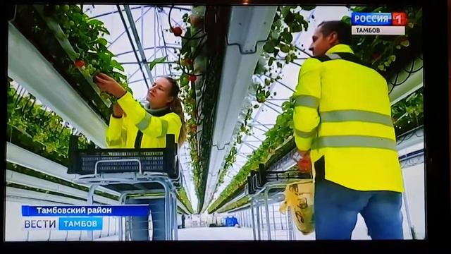 Клубника Тамбов Наша теплица выращивание клубники смотреть онлайн