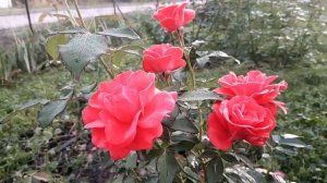 Роза Роберт Уинстон Robert Winston, селекция Harkness Англия, 2009г