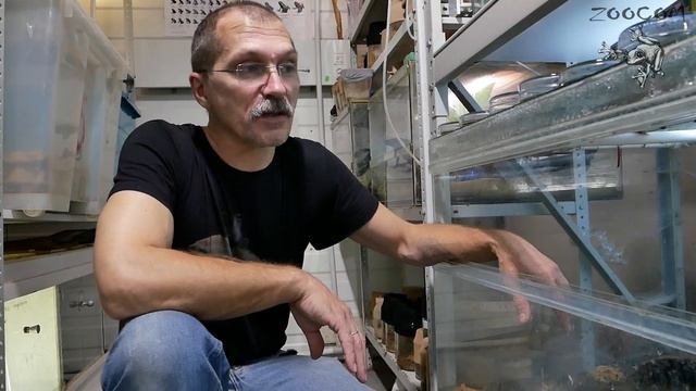 Разведи уже рогатку!!! Миссия выполнима вообще? смотреть онлайн