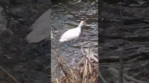 Гусь топчет утку