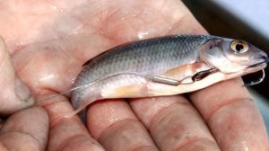 Крючки для жерлиц. Какой крючок ставить на зимнюю жерлицу?